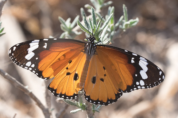 Danaus chrysippus-7929