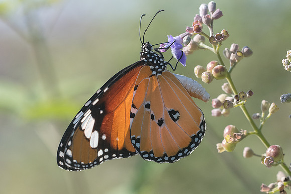 Danaus chrysippus-7311