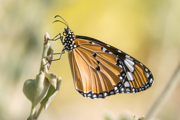 Danaus chrysippus-8599