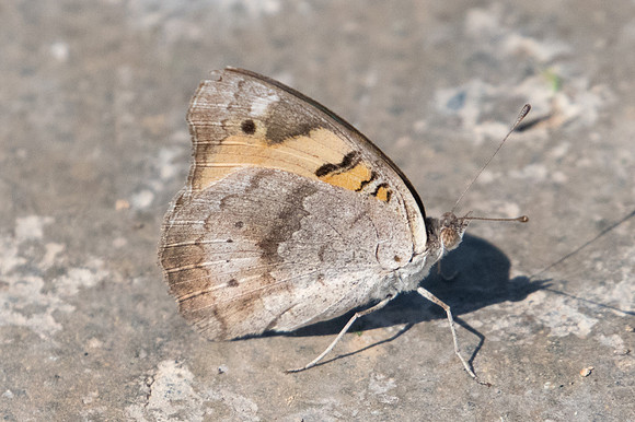 Junonia hierta-3186 - Birkat Al Mouz - 7/11/22