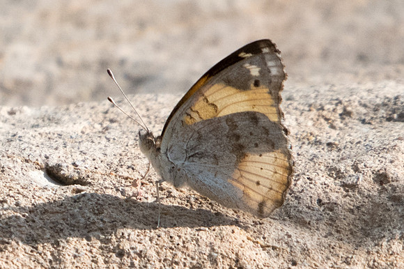 Junonia hierta-4348 - Birkat Al Mouz - 7/11/22