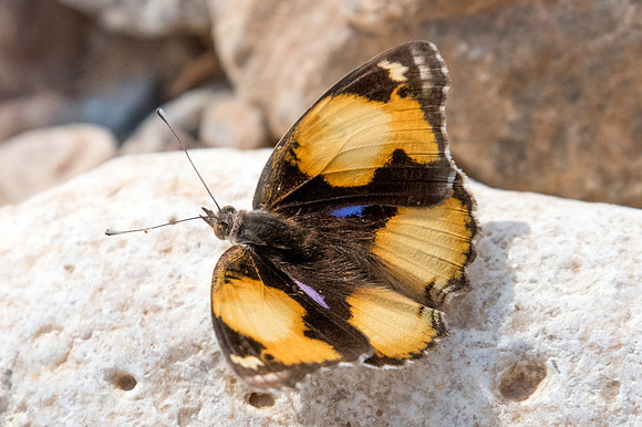 Junonia hierta-3656
