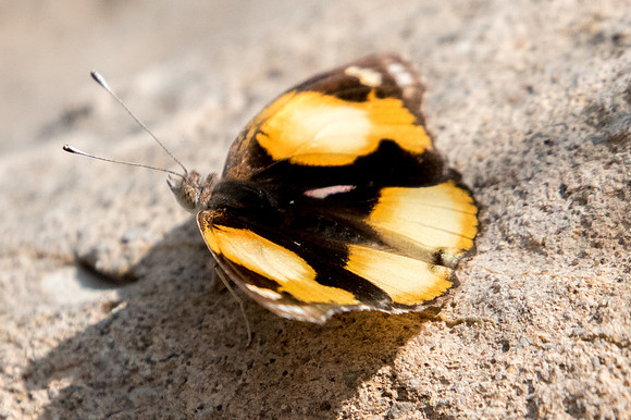 Junonia hierta-4349 - Birkat Al Mouz - 7/11/22