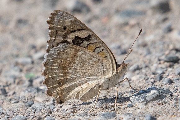 Junonia orithya-2883 - Mascate - 2/11/22