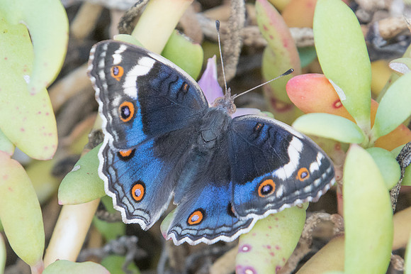 Junonia orithya-2967 - Mascate - 2/11/22