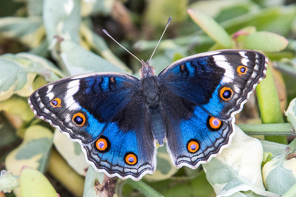 Junonia orithya-2995 - Mascate - 2/11/22