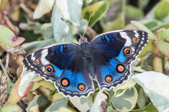 Junonia orithya-3018 - Mascate - 2/11/22