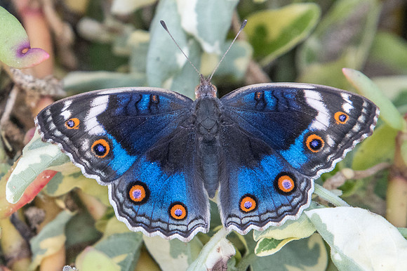 Junonia orithya-3031 - Mascate - 2/11/22