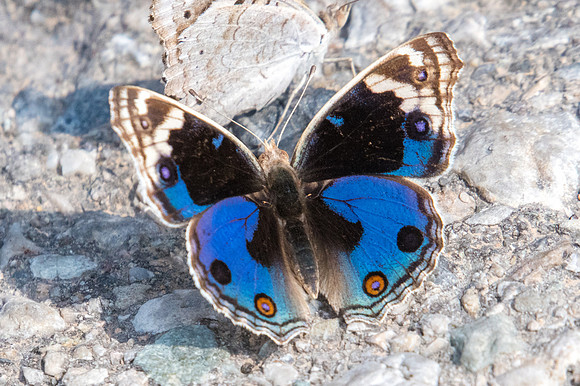 Junonia orithya-3594 - 6/11/22