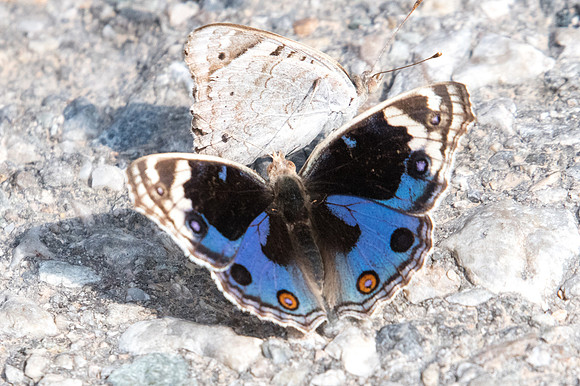 Junonia orithya-3596 - 6/11/22