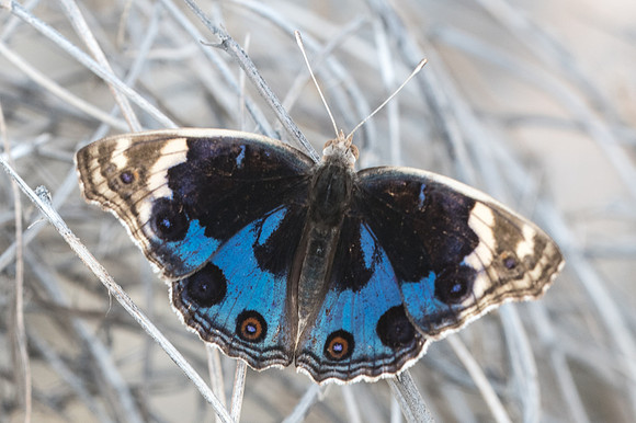 Junonia orithya-4281 - Birkat al mouz - 8/11/22