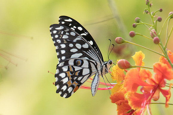 Papilio demoleus-2504 - Mascate 31/10/22