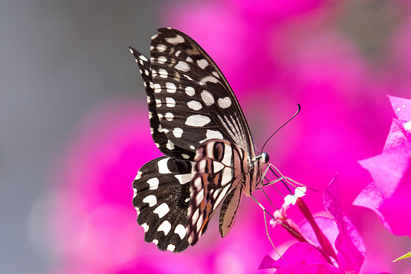 Papilio demoleus-5075 - Al Hamra 10/11/22