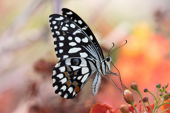 Papilio demoleus-2521 - Mascate 31/10/22