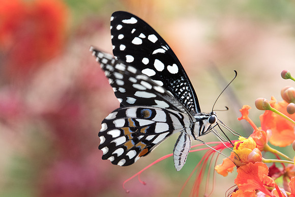 Papilio demoleus-2537 - Mascate 31/10/22