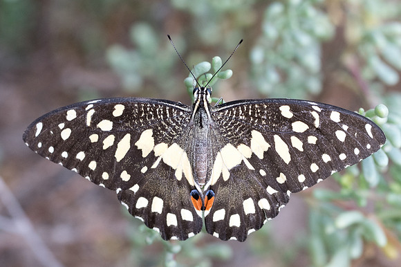 Papilio demoleus-6981 - Mascate - 16/11/22