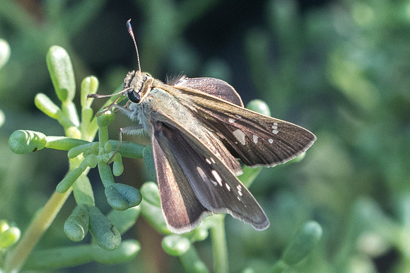 Pelopidas mathias-7081