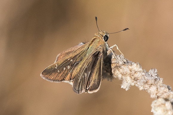 Pelopidas mathias-7951