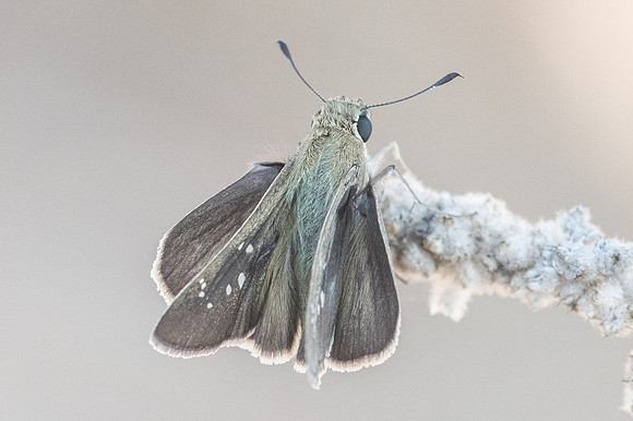 Pelopidas mathias-7955