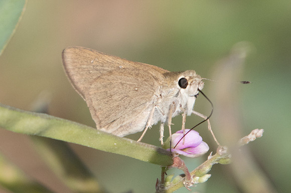 Pelopidas thrax id--6580
