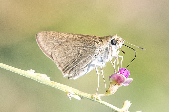 Pelopidas thrax id--6589
