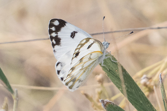 Pontia glauconome-3810 - Birkat Al Mouz - 6/11/22