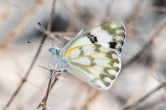 Pontia glauconome-3812 - Birkat Al Mouz - 6/11/22