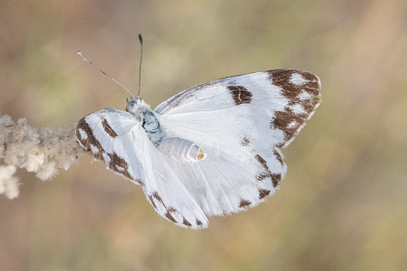 Pontia glauconome-3868