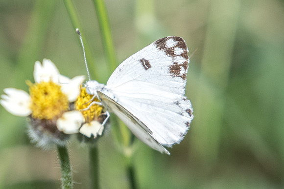 Pontia glauconome-5157