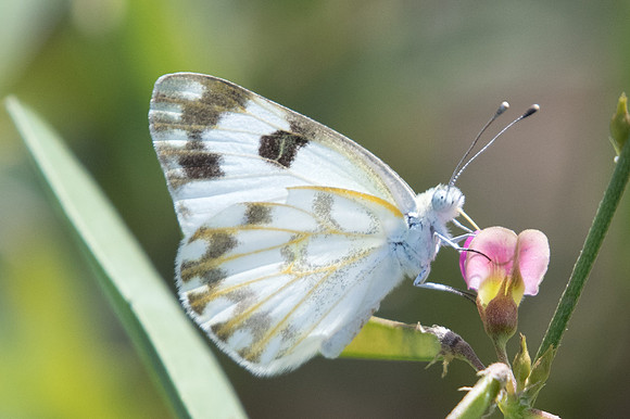 Pontia glauconome-5556