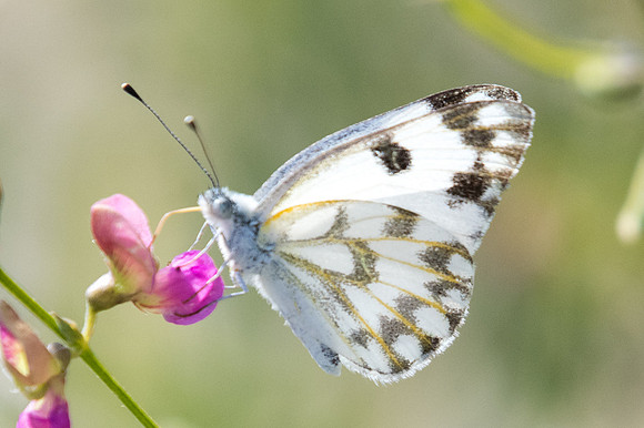 Pontia glauconome-5560