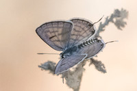 Tarucus rosaceus-6741