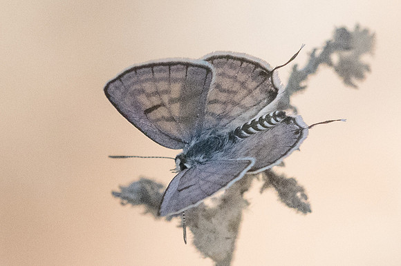 Tarucus rosaceus-6741