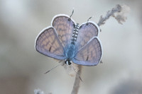 Tarucus rosaceus-6746