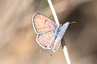 Tarucus rosaceus-7596