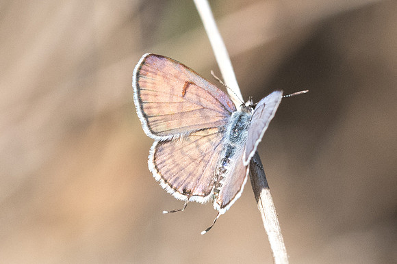 Tarucus rosaceus-7596