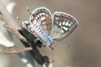 Tarucus rosaceus-7629