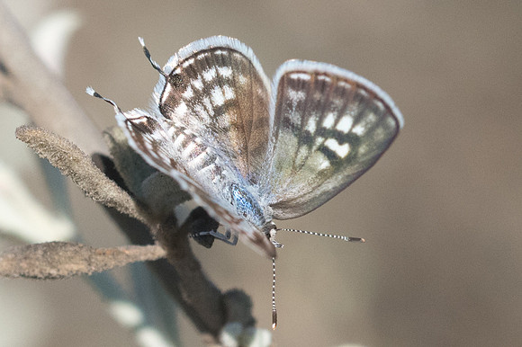 Tarucus rosaceus-7629