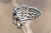 Tarucus rosaceus-7790