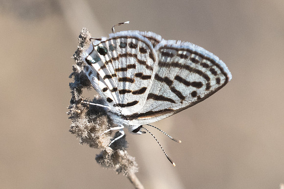 Tarucus rosaceus-7790