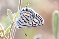 Tarucus rosaceus-8106