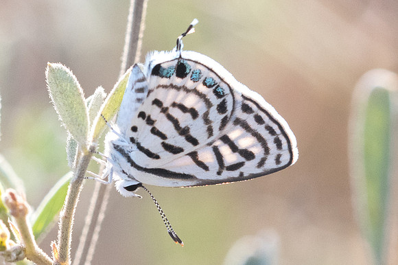 Tarucus rosaceus-8106