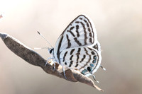 Tarucus rosaceus-8118