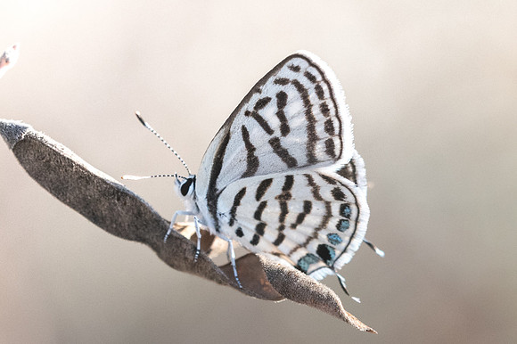 Tarucus rosaceus-8118