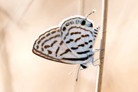 Tarucus rosaceus-8005