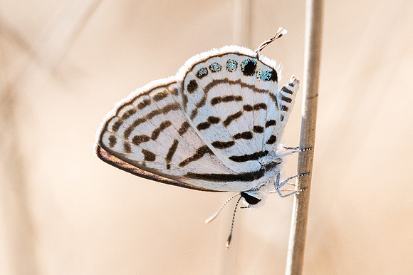 Tarucus rosaceus-8005