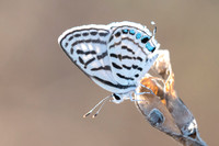 Tarucus rosaceus-8223