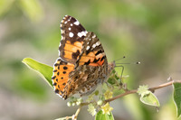 Vanessa cardui-3514 - 6/11/22