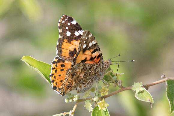 Vanessa cardui-3514 - 6/11/22