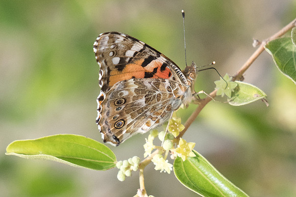 Vanessa cardui-3516